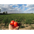 Pâte de tomate en brix : 36-38% en break froid en vrac en fût